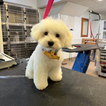 Bark N Fetch - Pet Groomers Near Me - Huntington Beach, California