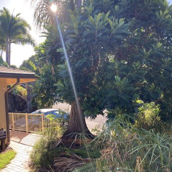 Shaka Tree Care - Tree Services Near Me Shaka Tree Care - Tree Services Near Me