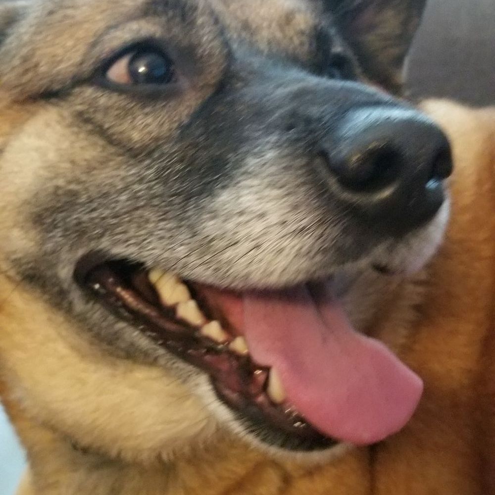 My Nala very happy to be on a couch again! My Nala very happy to be on a couch again!