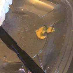 Wendy's - Lettuce (?) in cheese sauce that my boyfriend discovered