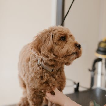 Gulf Groomers - Pet Groomers Near Me - Naples, Florida Gulf Groomers - Pet Groomers Near Me - Naples, Florida