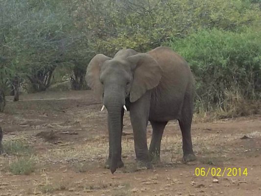 Thomson Safaris by null