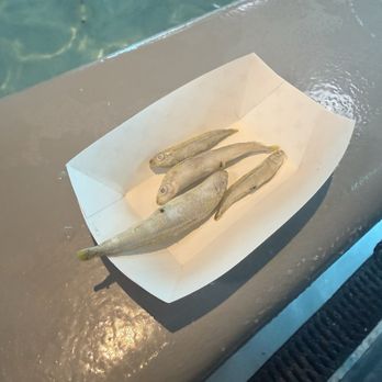 Downtown Aquarium - Stingray food - Seafood Near Me - Houston, Texas Downtown Aquarium - Stingray food - Seafood Near Me - Houston, Texas
