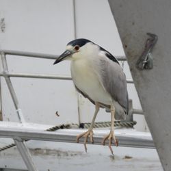 Kelley Fishing Fleet - The Second Mate, ready to help with filleting!