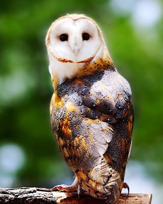 The Arboretum at Flagstaff by null