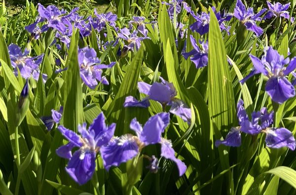 Birmingham Botanical Gardens by null