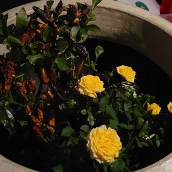 Plant Safari - Nurseries & Gardening Near Me - Upland, California Plant Safari - Nurseries & Gardening Near Me - Upland, California