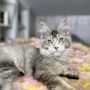 Photo of Madamcoon  Maine Coon cattery