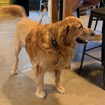 Nomadic outpost - Pet friendly even for lions - Coffee & Tea Near Me - Austin, Texas Nomadic outpost - Pet friendly even for lions - Coffee & Tea Near Me - Austin, Texas
