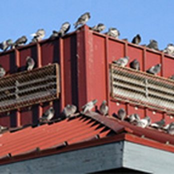 KMB Pest Management - A pest bird problem can be more than just a nuisance. Cryptococcosis is an airborne fungal disease associated with pigeon droppings. - Pest Control Near Me KMB Pest Management - A pest bird problem can be more than just a nuisance. Cryptococcosis is an airborne fungal disease associated with pigeon droppings. - Pest Control Near Me