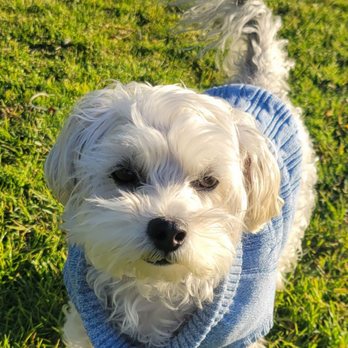 Upland Dog Grooming: Transform Your Pet's Look Today