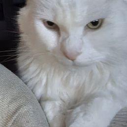 SnowFlake, Our buddy, our pal.