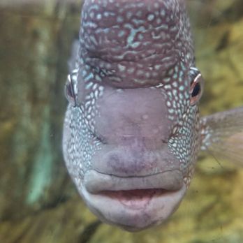 Downtown Aquarium - Museums Near Me - Denver, Colorado Downtown Aquarium - Museums Near Me - Denver, Colorado