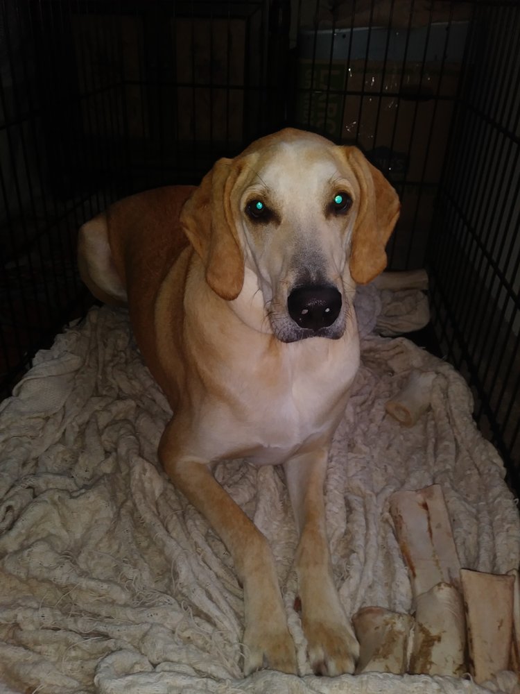 Michele's Happy Tails - pet boarding facility in Hamden, CT