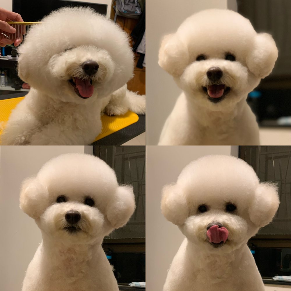 UNIQUE PET 10 Photos G/F, No.29, Mosque Junction, MidLevels, Central, H.K., Hong Kong Pet