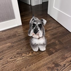 The Grooming Pawlor
