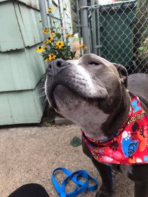 Seattle Dog Boarding by null