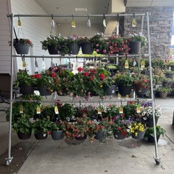 King Soopers - Beautiful flowers