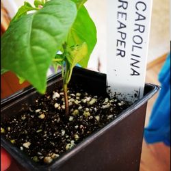 Greenwood Farmers Market - Carolina Reaper plant!