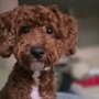 Photo of La Chic Professional Dog & Cat Grooming Salon
