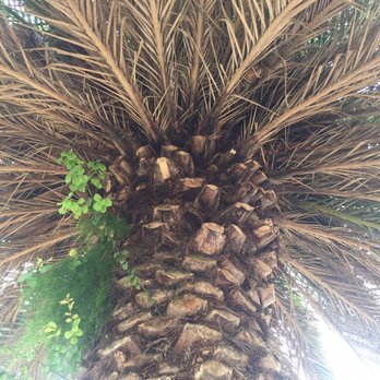 Millen Tree Services - Before - Tree Services Near Me - Chino, California Millen Tree Services - Before - Tree Services Near Me - Chino, California