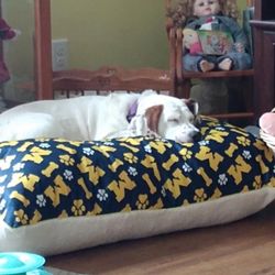 Johnny U's Detailing - Dreaming of car rides to doggy daycare