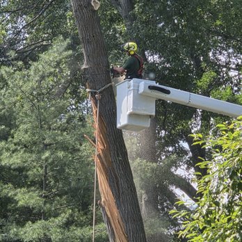 Loyal Tree Care - Tree Services Near Me Loyal Tree Care - Tree Services Near Me