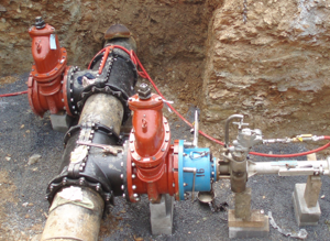 Slide of Fox Tapping