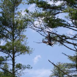 Eagle in flight