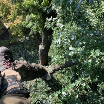 Williams Tree Care - Large removel - Tree Services Near Me - Sterling, Virginia