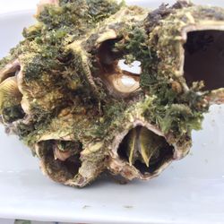 Tasca O Petisca - Barnacles. Tastes (not like chicken) like intense briny crab. Each barnacle was 0,55€.