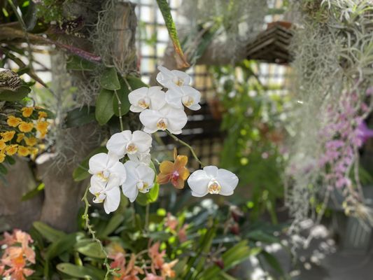 Rawlings Conservatory by null