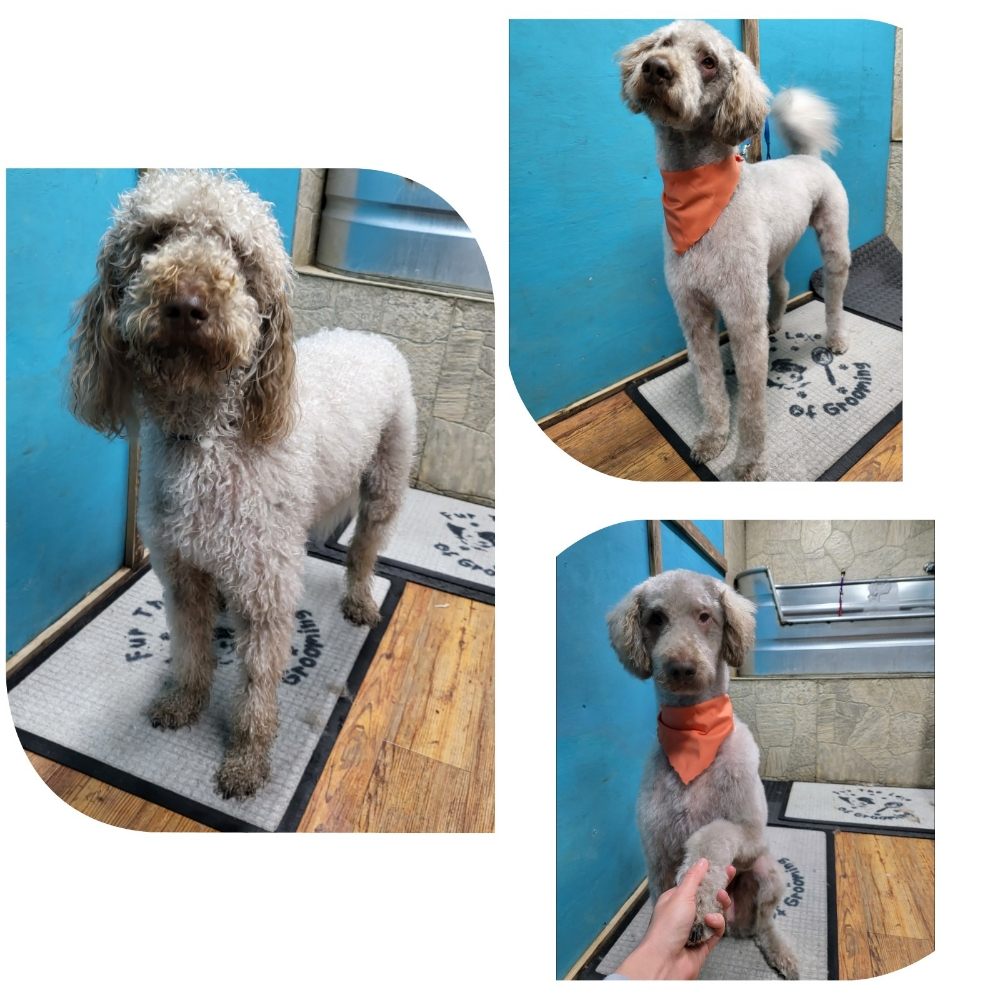 FUR THE LOVE OF GROOMING Updated September 2024 228 Photos Traverse City, Michigan Pet