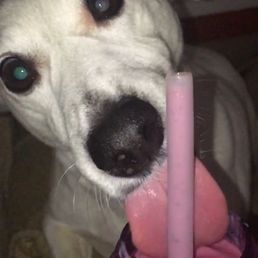 Little dog Big Tongue. He loves frozen berry mixed drink - hold the booze for Malibu Little dog Big Tongue. He loves frozen berry mixed drink - hold the booze for Malibu