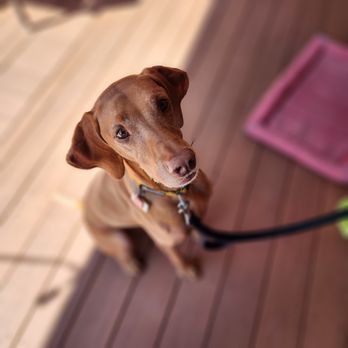 The Deck Bar - Dog friendly! - American Near Me - Northampton, Massachusetts