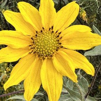Skyline Drive Trails - Wild sunflower - Hiking Near Me - Corona, California
