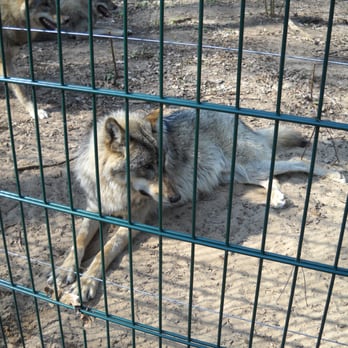 wolfcenter - Zoos Near Me - Dörverden, NI