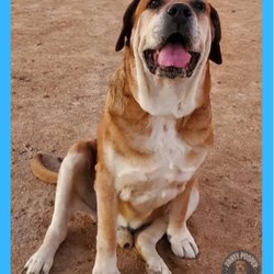 The Party Pooper Scoopers - Dogs poop! And we scoop!
.
Why scoop dog poop⁉ When you can call us and we can take care of it for you.
.
Call/text us at (909)656-7790