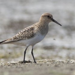 Fowlerope Birding Tours - Baird's Sandpiper