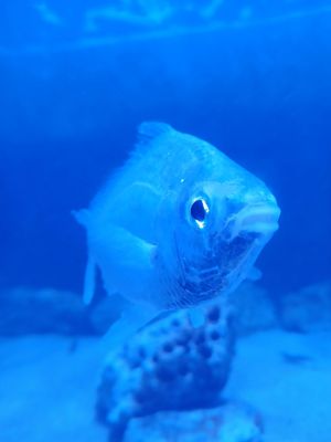 Key West Aquarium by null