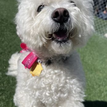 Performance K9 Training - Enjoying the sun at doggy daycare - Pet Training Near Me - Bonsall, California Performance K9 Training - Enjoying the sun at doggy daycare - Pet Training Near Me - Bonsall, California