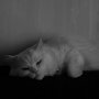 Photo of Pet Care by MaFe