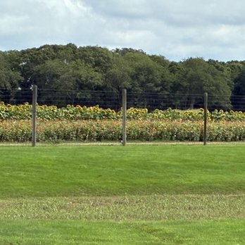 Halsey Farm Store - The fields - Farmers Market Near Me - Water Mill, New York Halsey Farm Store - The fields - Farmers Market Near Me - Water Mill, New York