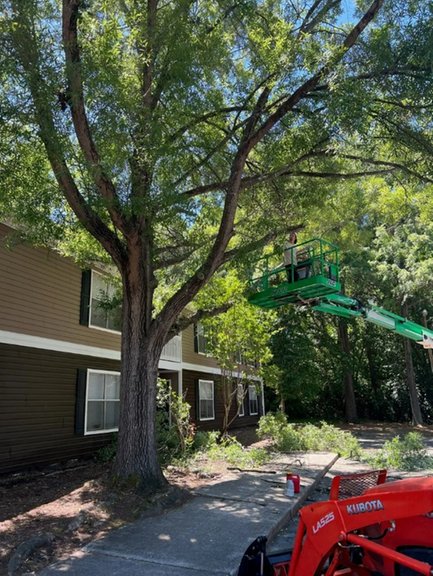 Shealey's Property Care - tree service in Lexington, SC