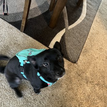 Magic Groomer - Pet Sitting Near Me - Arcadia, California