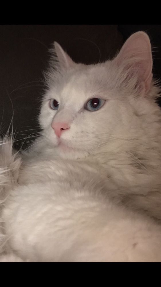 GALES FERRY ANIMAL HOSPITAL Updated October 2024 12 Reviews 1