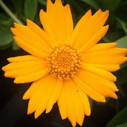 Faulkner's Nursery - Coreopsis