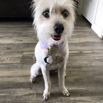 Primp My Pet Mobile Grooming - Pet Groomers Near Me - Manvel, Texas Primp My Pet Mobile Grooming - Pet Groomers Near Me - Manvel, Texas