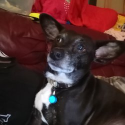 Steck Greg DVM - What type of dogs are?