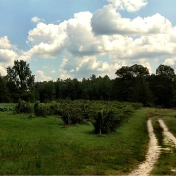 Mt Olympus Farm - Walking towards the blackberries! - Farmers Market Near Me - Ruther Glen, Virginia Mt Olympus Farm - Walking towards the blackberries! - Farmers Market Near Me - Ruther Glen, Virginia